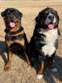 笑顔がキュートなタイカンくん（右）、セドリックくん（左）（画像提供：セドリック タイカンさん）