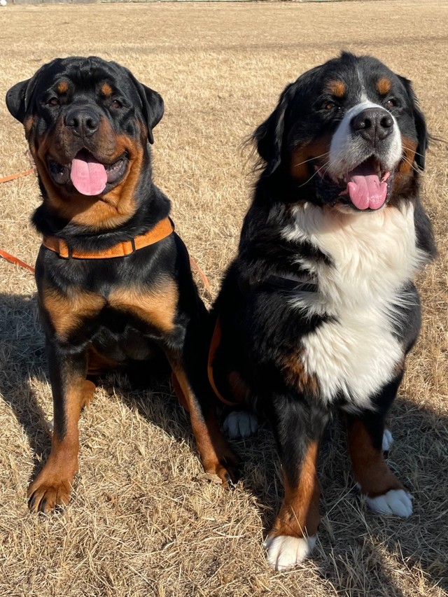 笑顔がキュートなタイカンくん（右）、セドリックくん（左）（画像提供：セドリック タイカンさん）