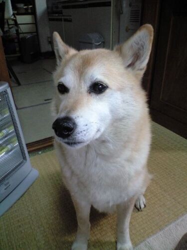 肝炎になる前、毛がふさふさ（コノマエヨミ子さん提供）