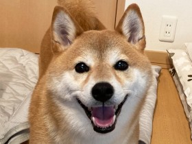 柴犬のしつけは難しい!?　柴犬ならではの特性を知って、適した接し方をしてみよう