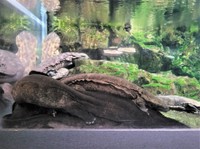 積み重なっているオオサンショウウオ