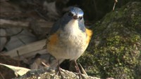 野鳥がいっぱいの季節　幸せの青い鳥を探しに　