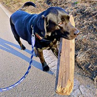 大きな木材をくわえて散歩するハロくん（画像提供：ハロさん）