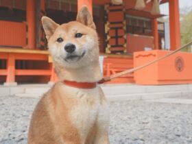 柴犬「えびす」いいお顔！　キャンプ帰りに寄った犬連れOKの神社でキリッと一枚
