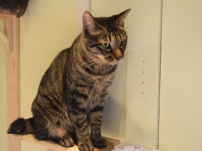 出会いを待つ保護猫＝ツキネコカフェ