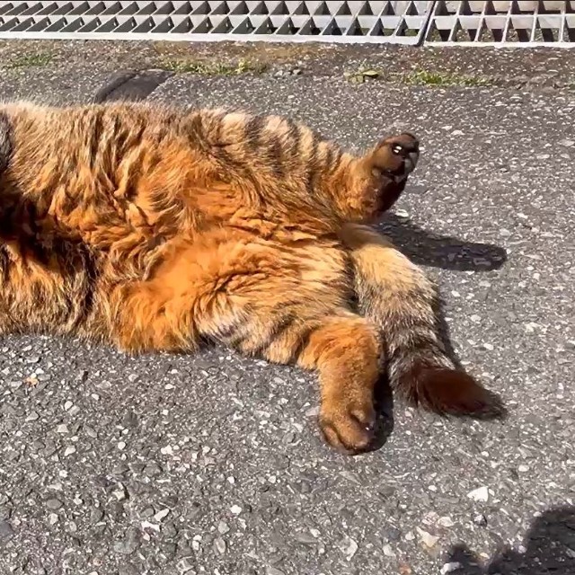 優しい人を知っているからこその無防備な姿勢（画像：大日本動物愛護帝国さん）