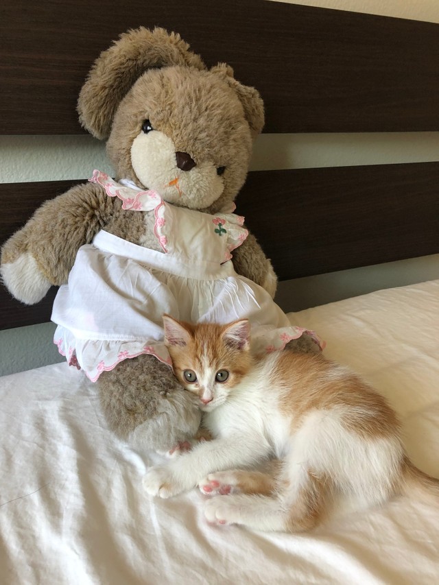 どっちがぬいぐるみ？