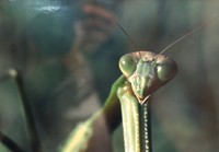 ぎょろりと目をむくカマキリの写真作品