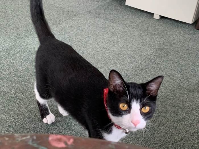 黒白のきれいな毛並み