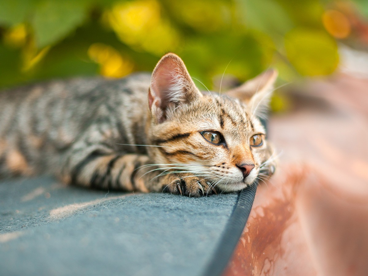 愛猫を失った悲しみ つらいペットロスを癒やすには 犬 猫との幸せな暮らしのためのペット情報サイト Sippo