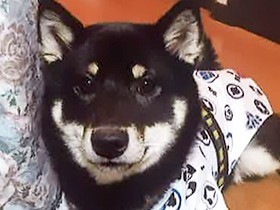こちらを見る目に一目ぼれ！ 黒シバの「りん」ちゃん
