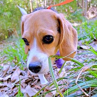 散歩中、情報収集に余念がないこうめちゃん（画像提供：koumeさん）