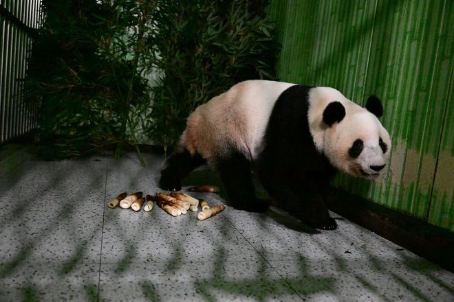 Japan-born pandas Xiao Xiao and Lei Lei arrive in China as bilateral ties freeze