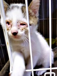 生後推定2カ月、保護直後、ひどい猫風邪を患っていたキナコちゃん（画像提供：ゆーちゃんさん）