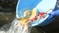 コイヘルペス病で大量死…栗林公園で新たなコイ100匹を放流　高松市