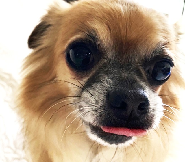 今では愛らしい表情のリシャちゃんも保護当時は、とにかく不安いっぱいで悲しい顔をしていたそうです