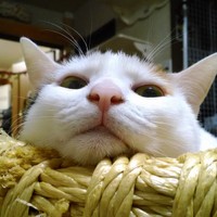 カゴのなかに入ってくつろぐハナちゃん（画像提供：ハナちゃんさん）