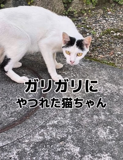 ガリガリにやつれた母猫の愛に満ちた行動が話題に（三吉さん提供、Instagramよりキャプチャ撮影）