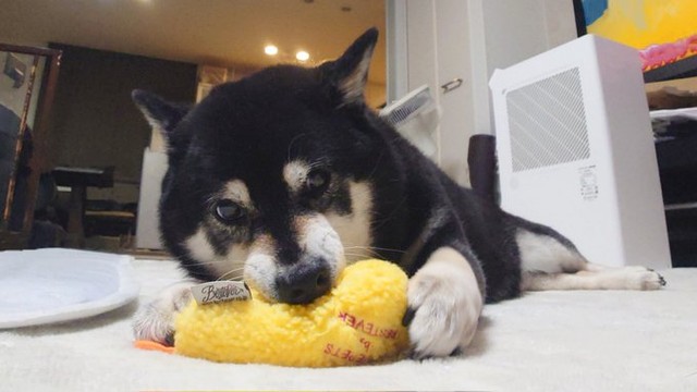 遊ぶのが大好きなひなたちゃん。「あげたおもちゃは大体壊されます」（提供：くーさんママさん）