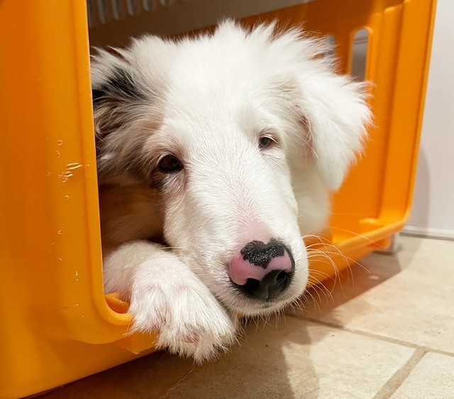 生まれながらにして、目と耳に障がいを持ったオスのシェルティ、ちとせくん