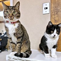 保護間もない頃、先住猫のみとんちゃんのそばで座るあんこちゃん（画像提供：しじみとんさん）
