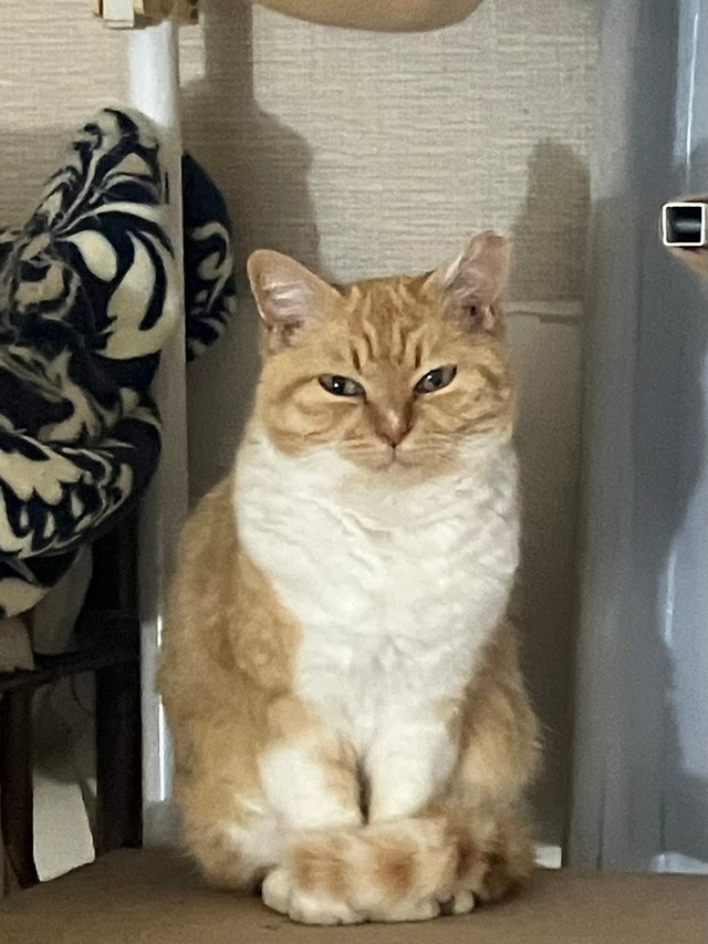 部屋の隅でちょこんと座るにこちゃん（提供：ねこいろ日記さん）