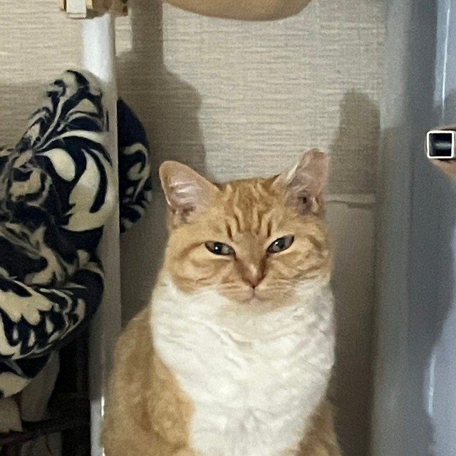 部屋の隅でちょこんと座るにこちゃん（提供：ねこいろ日記さん）