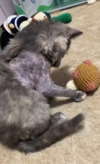 歩けるようにもなりました（NPO法人「ねこけん」さん提供、Xよりキャプチャ撮影）