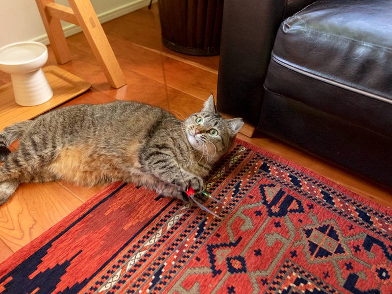 先住猫としての威厳を示す