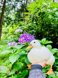 手のひらサイズ？のウィンウィンちゃん（提供：あひらあにごう＠✨ The best professional athlete 💫さん）