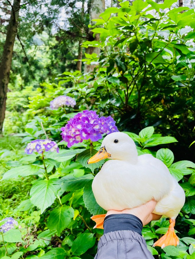 手のひらサイズ？のウィンウィンちゃん（提供：あひらあにごう＠✨ The best professional athlete 💫さん）