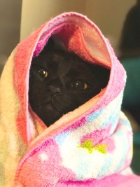 これは同化できないにゃ＝黒猫のこねろくさん（@nkknrk）提供
