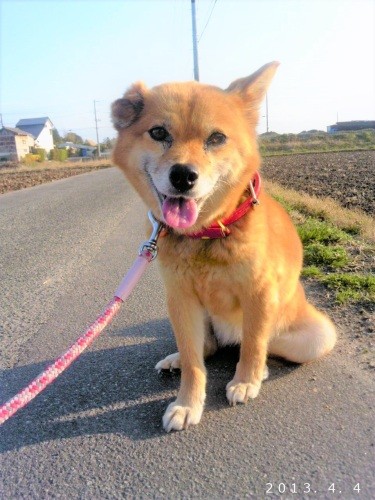 震災から2年のときを経て保護された「小春ちゃん」。この写真を撮影した2カ月後に肺がんで天国へ