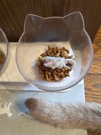 なぜ一度水に漬けてからエサのお皿に…（コハちゃんさん提供）