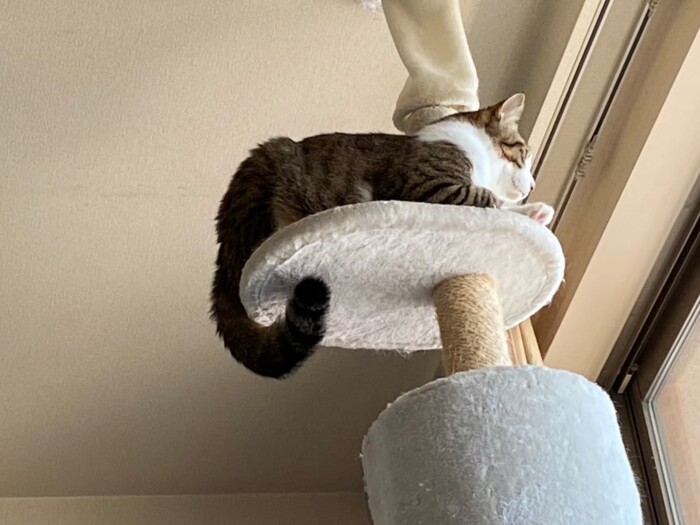 キャットタワーのてっぺんから外を眺めるジャッキー