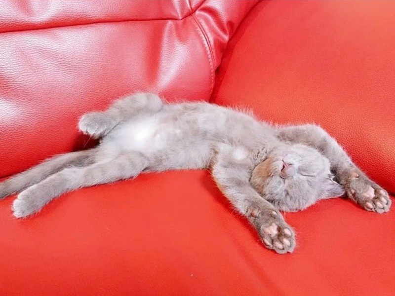 家にきたころの「カルバドス」