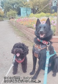 マヨちゃんとエマちゃん（「🇯🇵 犬と暮らす | 空色桜雲」さん提供、Instagramよりキャプチャ撮影）