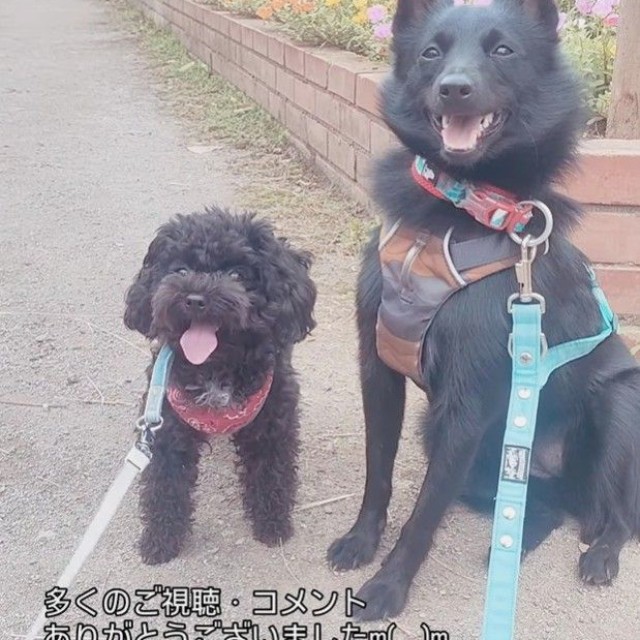 マヨちゃんとエマちゃん（「🇯🇵 犬と暮らす | 空色桜雲」さん提供、Instagramよりキャプチャ撮影）
