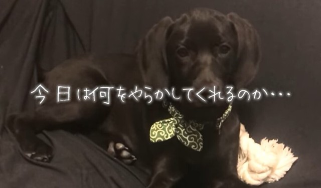 「今日は何をやらかしてくれるのか…」毎日のイタズラさえ愛おしく感じる日々／ぬわんこ助六チャンネルさん提供