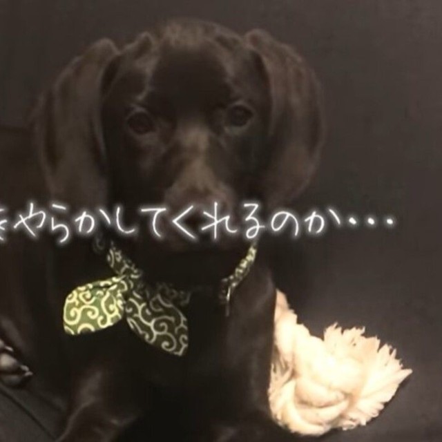 「今日は何をやらかしてくれるのか…」毎日のイタズラさえ愛おしく感じる日々／ぬわんこ助六チャンネルさん提供