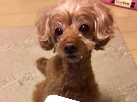 ウルウルおねだり　愛犬の大好物はヨーグルト