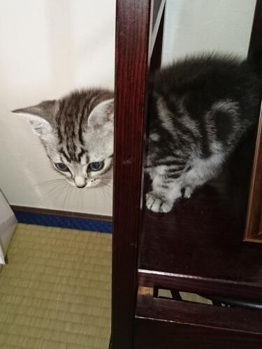 家にきたころの「ナイト」