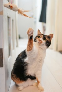 三毛のマロンはツンデレ。猫じゃらしで遊ぶのも大好き