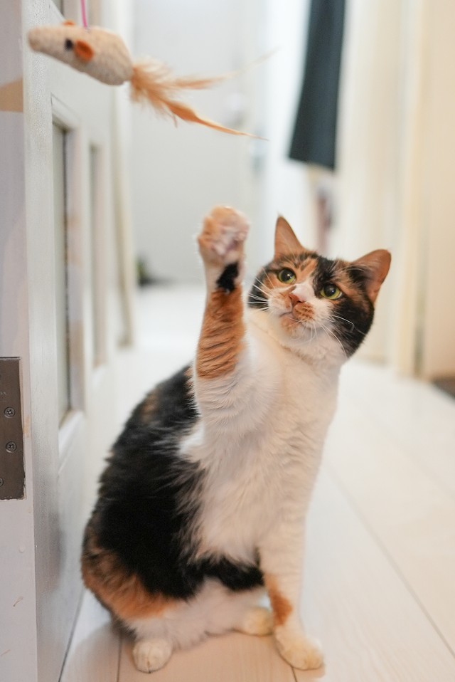 三毛のマロンはツンデレ。猫じゃらしで遊ぶのも大好き