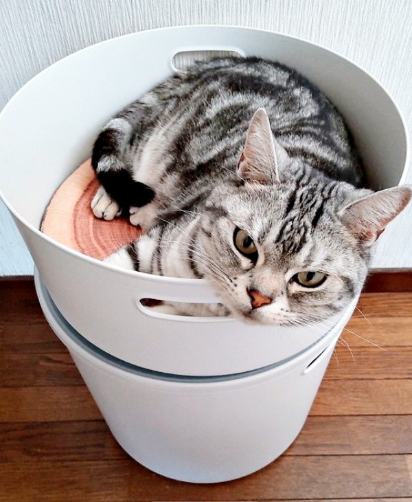 バスケットに入ってくつろぐソルトくん（画像提供：31クレープさん）