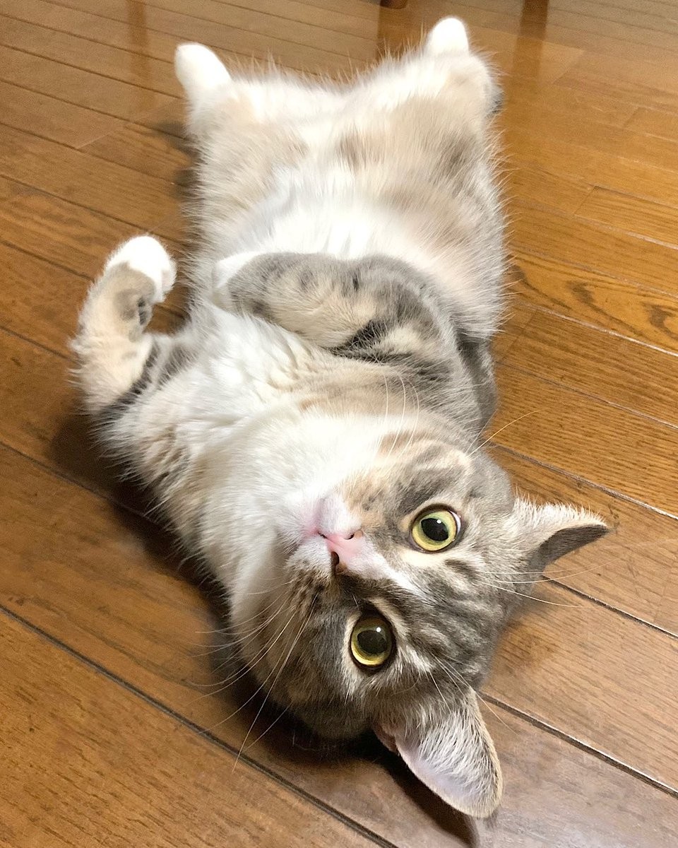 新柄♡猫ちゃんパネル♡乗っかりニャンコPart① 画し
