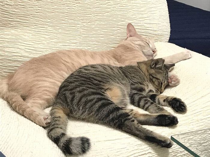 遊ぶ時も、眠る時も、とらくんと小麦くんはいつも一緒