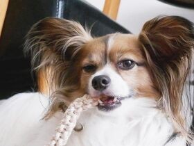 お尻をくっつけると落ち着く…　甘えん坊でツンデレなパピヨン「カイ」