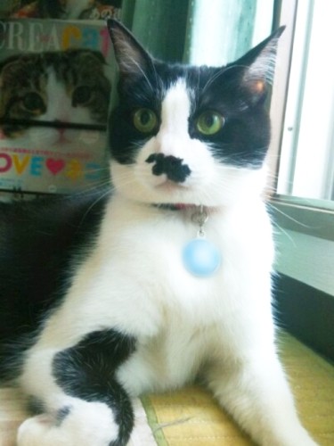 小原さんが初めて家族に迎えた猫で、動物看護師を目指すきっかけをくれた「め～すけ」。「仕事で辛いことがあると、いつも思い出し、初心にかえって頑張ろうと思える存在です」（小原さん提供）