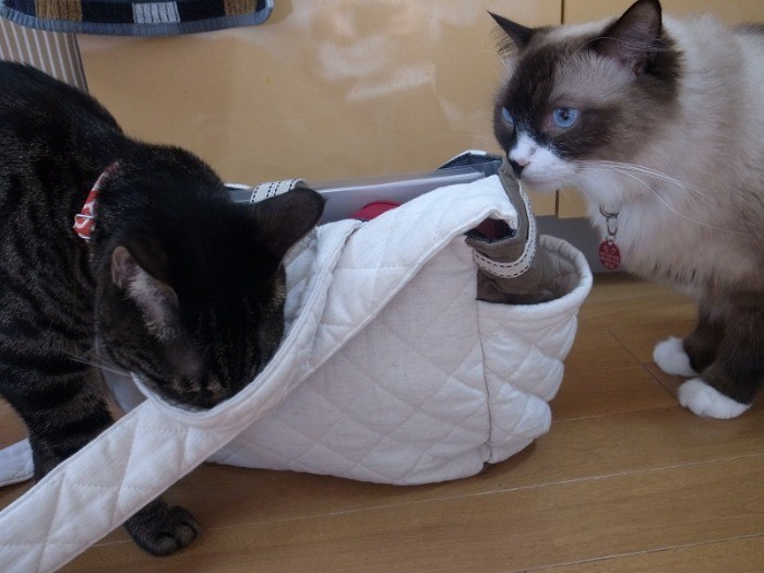 兄弟で同じカバンに興味津々